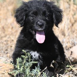 Bright Green Collar Boy - male Golden Mountain Dog puppy in Loveland, Colorado from Grateful Bernese & Gage's Goldens