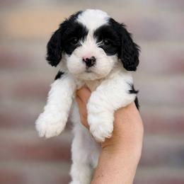 Finn - Black and white male Cavapoo puppy in Roseville, California from Lipscomb Doodles