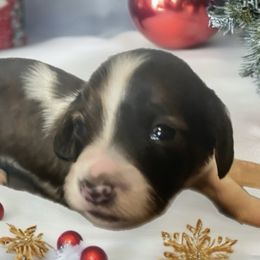 Sandi - Piebald female Dachshund puppy in Sharon Springs, New York from Show Us The Way Homestead