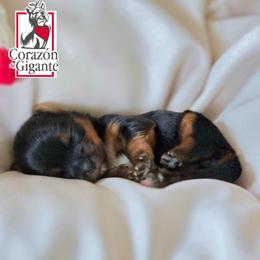 Jade - Black and tan female Yorkshire Terrier puppy in California from Corazon de gigante