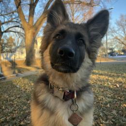 German Shepherd Puppies from Lost Creek German Shepherds LLC