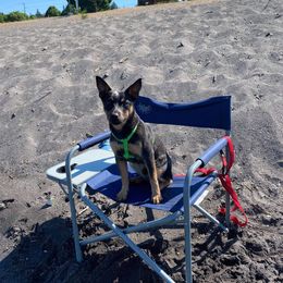 Australian Cattle Dog All Grown Up from Flying J Homestead Cattle Dogs