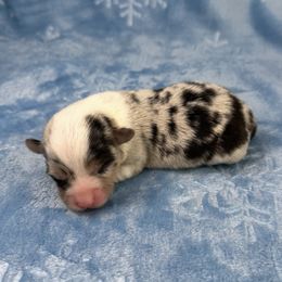 Noel- fluffy coat - Blue merle and white female American Corgi puppy in Waskom, Texas from Piney Woods Corgis