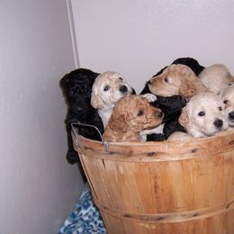 Goldendoodle Puppies from Davis Doodles