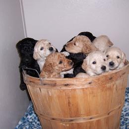 Goldendoodle Puppies from Davis Doodles