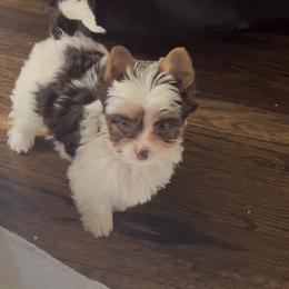 Chocolate and Tan Parti Yorkie - Tan and white male Yorkshire Terrier puppy in Des Moines, Iowa from Diamond Yorkshire Terriers