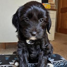 Luxe - Black male Goldendoodle puppy in Pine Grove, California from Lundee Doodles