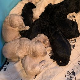 Poodle Puppies from Poodle Palace 918