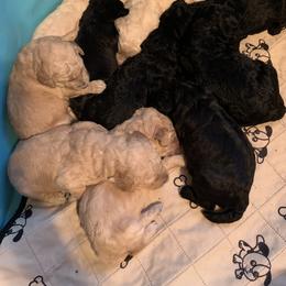 Poodle Puppies from Poodle Palace 918