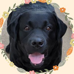 Lido - Labrador Retriever