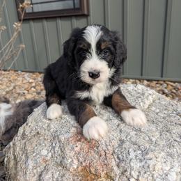 Marshall - Tri-color male Bernedoodle puppy in Beach City, Ohio from Blue Cloud Doodles