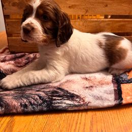 Hazel - Liver white and tan female English Springer Spaniel puppy in Braidwood, Illinois from A & R Springers