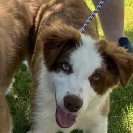 Flash (vet check done ) - Sable male Border Collie puppy in Apple Valley, California from Flying S Ranch Border Collies