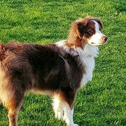 Australian Shepherds from Jenkins Feed