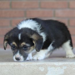 Girl 1 - American Corgi puppy in Utah from Hallows Corgis