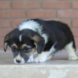 Girl 1 - American Corgi puppy in Utah from Hallows Corgis