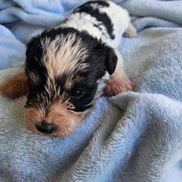 Elizabeth - Parti female Miniature Schnauzer puppy in Crosby, Texas from Raisin' the Woof Schnauzers