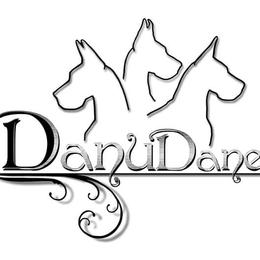 Great Danes from Danu Danes