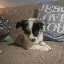 Cobalt - black collar - Blue merle male Border Collie puppy in Crawfordsville, Indiana from Rescued Dreams Border Collies
