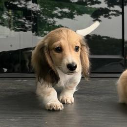 3,000 Cream Piebald Boy AKC Ready To Go - Cream male Dachshund puppy in Pauls Valley, Oklahoma from Simply Happy Dachshunds