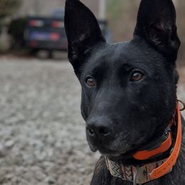 Belgian Malinois, Dutch Shepherds, and German Shepherds from Stay Wild K9