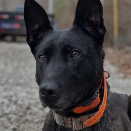 Belgian Malinois, Dutch Shepherds, and German Shepherds from Stay Wild K9