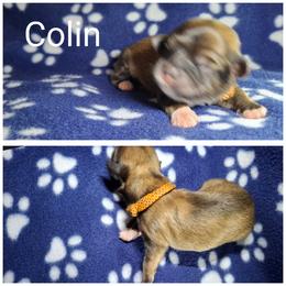Colin - Red male Lhasa Apso puppy in Cincinnati, Ohio from Shangri-La Lhasa Apsos