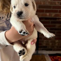 Cottontail (Black) - Light golden male Golden Retriever puppy in Jacksonville, Florida from River City Golden Retrievers