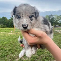 Blaze- black collar - Blue merle female Border Collie puppy in Graceville, Florida from Fire N Arrows Border Collies