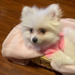 Pomeranians from Ashley Miller's Pomeranians