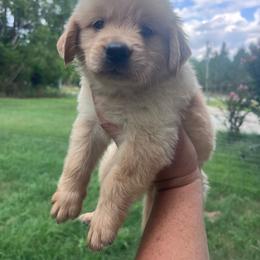 Green collar - Golden male Golden Retriever puppy in Jesup, Georgia from Painted Platinum Retrievers (Painted Platinum Kennel) PPK