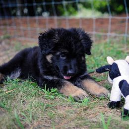 German Shepherd Puppies from Blue Bloods Haus German Shepherds