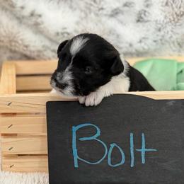 Bolt - Parti male Miniature Schnauzer puppy in Sacramento, California from Valdez Mini Schnauzers