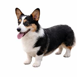 Henley - Pembroke Welsh Corgi