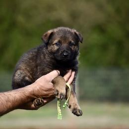 Green - Sable male German Shepherd puppy in Cherryville, North Carolina from Masky Kennel