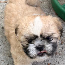 Ming Xia (Bright glow) - Black gold and white female Shih Tzu puppy in Kingsland, Georgia from Shih-Tzu Puppy Dynasty