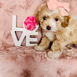 Peppa - Cream female Maltipoo puppy in West Jordan, Utah from Mid Sized Maltipoos and More LLC
