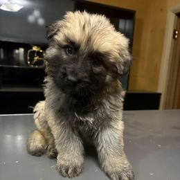 Red - Sable male German Shepherd puppy in Lebanon, Pennsylvania from East Coast k9's