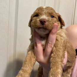 Girl 1 - Apricot female Aussiedoodle puppy in Columbia, Kentucky from Burton's Precious Doodles