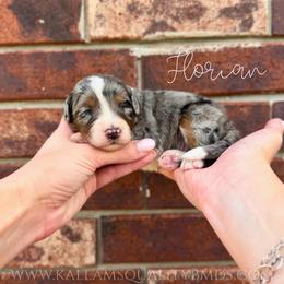 Florian - Blue merle male Bernedoodle puppy in Owasso, Oklahoma from Kallams Bernedoodles & Bernese Mountain Dogs