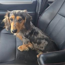 Pepper - Dachshund
