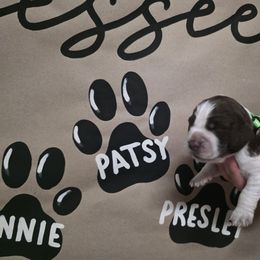 Patsy - Liver white and roan female English Springer Spaniel puppy in Ocoee, Tennessee from Ocoee Mountain Springers