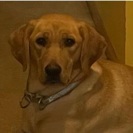 Cami - Labrador Retriever