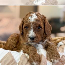 Orange collar boy - Red  male Goldendoodle puppy in Newcastle, Oklahoma from Ritzy Creek Doodles