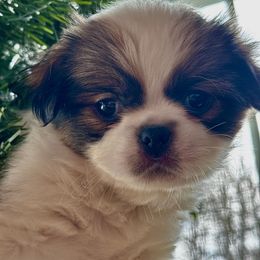 Boy 3 - Sable and white male Japanese Chin puppy in Vernon, Connecticut from Chin Babies