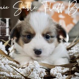 Bluie Sable Fluff Boy With Tail - Blue male Pembroke Welsh Corgi puppy in Locust Grove, Oklahoma from Hidden Hillsides Corgis
