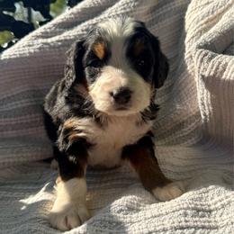 Sophie Girl 1 - Tri-color female Bernedoodle puppy in Russiaville, Indiana from Pleasant Creek Minibernedoodles