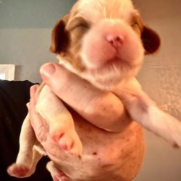 Myriam - Blenheim female Cavalier King Charles Spaniel puppy in Lambertville, Michigan from Dream Dog LLC