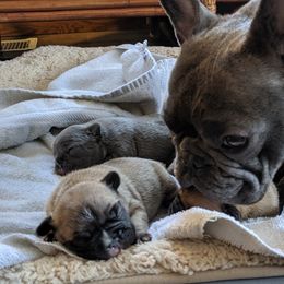 BooBerry - French Bulldog