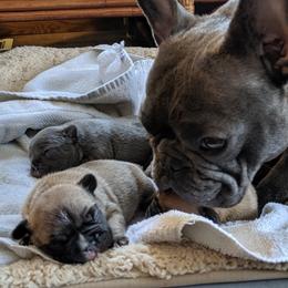 BooBerry - French Bulldog